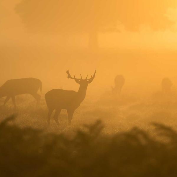 Waterproof Action Cam